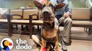 Swollen Puppy Dumped At The ER Is Looking For A Home! | The Dodo