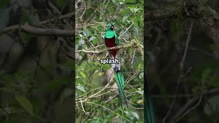 Vibrant Birds: Nature's Living Rainbow!