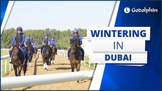 Wintering horses in Dubai