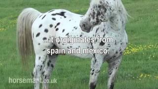 The Horsemart breed guide to Appaloosa