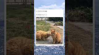 メンチを切る猫vsガン無視する猫wwwww#面白い #おもしろ #tiktok #twitter #2ch #5ch #猫