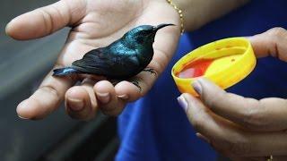 Purple sunbird rehabilitation