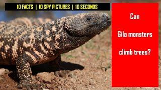 I Spy Gila monster Challenge - Animal facts with Spot and find Puzzles / family fun game