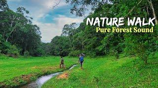 Nature Walk through Kerala Forest | Green Walk in Thekkady with Nature birds and jungle sound