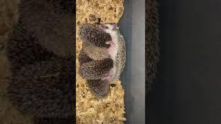 Nursing baby hedgehogs