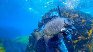 Northern Beaches SPEARFISHING (Crayfish and Drummer)