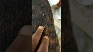 how to get rid of dog ticks and lice?