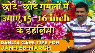 15-16 inch के डहलिया कैसे उगाते हैं छोटे-छोटे गमलों में रामविलास जी ? || Grow Giant Dahlia in Pots