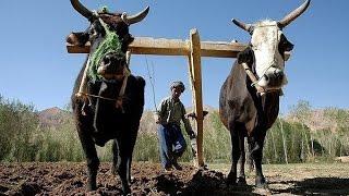 Daikundi province of Afghanistan Persian (full HD Documentary)