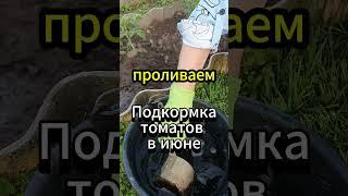 1 подкормка в июне = ведро томатов с куста! 