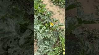 Enfield fruit farm courgette