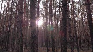 Germany’s climate-stressed forests