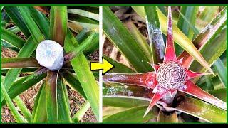 How to make any PINEAPPLE plant FLOWER | 2 easy methods