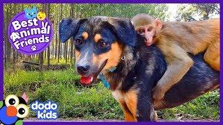 Avni the Monkey Takes Rides on the Back of Her DOG Best Friend | Animal Videos For Kids | Dodo Kids