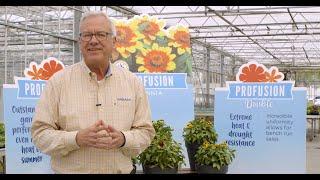 Zinnia Profusion Series Overview