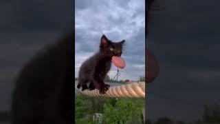 Чипусик учится носить в зубах добычу ‍⬛ #котенок