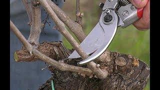 COMMENT TAILLER LA VIGNE (méthode Guyot)