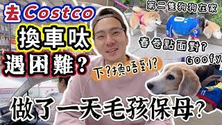 【英國生活】去Costco換車呔遇困難? 做狗狗保母的一天! 柴犬春卷怎樣面對其他毛孩? #英國生活 #Costco #狗狗