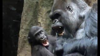 Baby Gorilla-Kayembe plays with Mokolo - Part 1  #gorillas