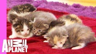 Five Orphaned Kittens Arrive At Their New Foster Home | Too Cute!