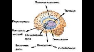 Неокортекс, neocortex – это новая кора мозга человека