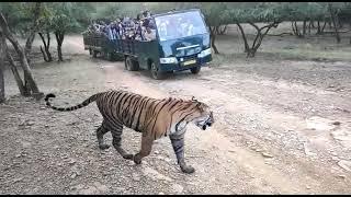 Tiger sighting by canter safari in Ranthambore