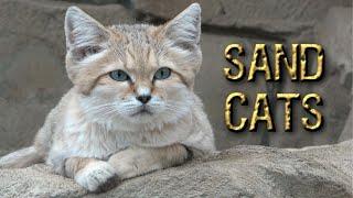 Sand Cats: Endearing Desert Hunters