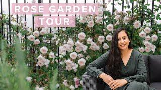 Summer Rose Garden Tour In My Modern Cottage Garden | David Austin Roses