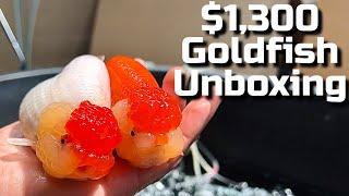 JUMBO Ranchu Goldfish Airport Pick Up & Unboxing - Super High Quality