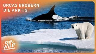 Eisbär vs. Orca: Der Kampf um die Arktis beginnt! | Real Wild Deutschland