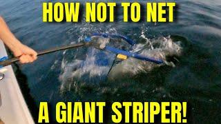 How to use a Landing Net. Striper Fishing. Netting Big FISH!