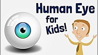 The Human Eye for Kids