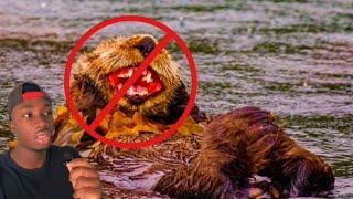 Without Otters, The World Would Be On Fire