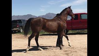 El 40 - Carreras de caballo. Horse races- Thoroughbred vs Quarter Horse 400yards