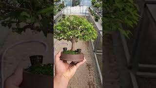 #느티나무분재#소품분재#느티나무#bonsai
