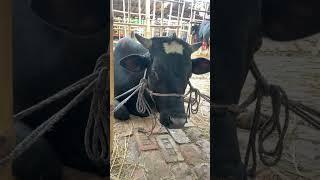 Gabtoli Haat Update August 2024 #goruloversofchattga #viralvideo #bullsfight #cow