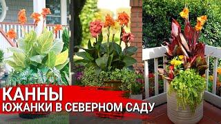 Канны – южанки в северном саду