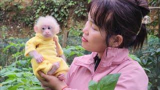 Bubu monkey is equipped with clothes by his mother to cope with the winter cold