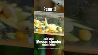 Messor structor, mravence zrnojed za mega akční cenu na www.AntsEurope.eu