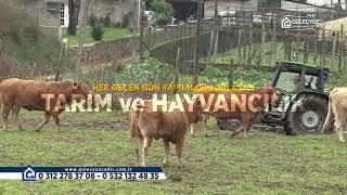 TARIM VE HAYVANCILIK #tarım #hayvancılık #büyükbaş #küçükbaş