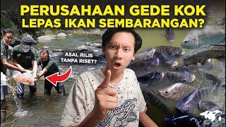 KACAU!! PERUSAHAAN GEDE LEPAS IKAN INVASIF DI SUNGAI INDONESIA