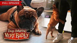 Dogs Behaving Very Badly: Series 4 - Episode 2 | Full Episode