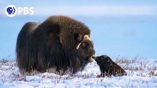 Newborn Muskox's First Day