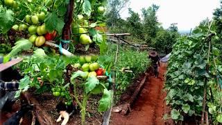 Harvest tomatoes and make pepper bush seeds, gardening in the mountains ep 191