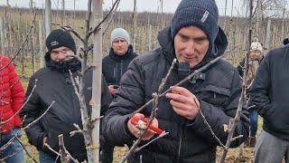 Zimowe cięcie jabłoni (Red Delicious) – Marcin Piesiewicz, Sandomierz 2024