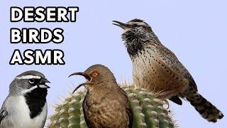 Bird Sounds of the Sonoran Desert