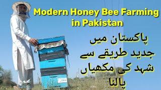 Modern Honey Bee Farming in Pakistan || Honey Bee Farming || Honey Bee || Honey Farming