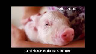 In meinen Träumen - aus dem Leben eines Schweins