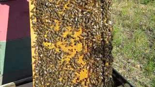 Checkerboarding BeeHive Fat Bee Man