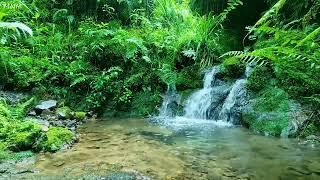 Majestic Birdsong, Natural Spring Water Flowing Under the Big Forest, Beautiful Nature, ASMR